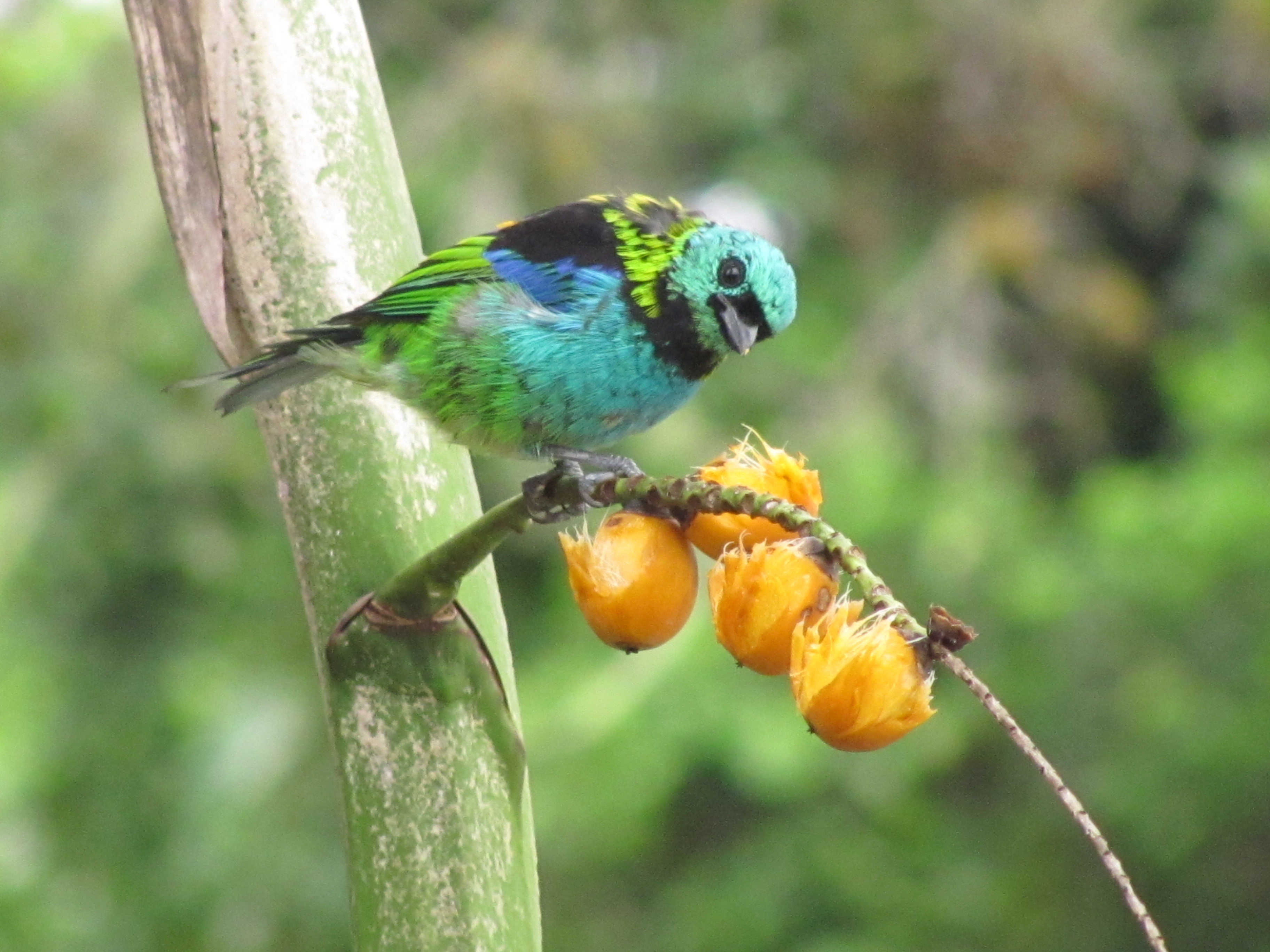 Pássaro de 7 cores, Itapoá, Santa Catarina. Foto por Mari Weigert