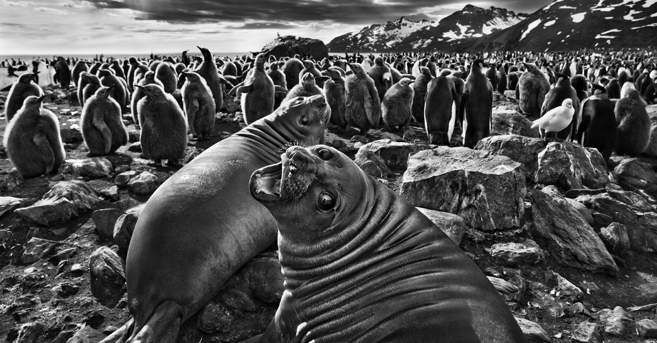 Gênesis/Sebastião Salgado