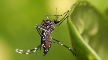 Aedes_aegypti