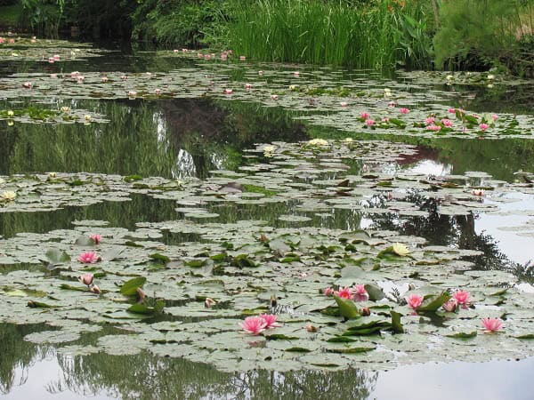 Ninfeias roas e amarelas do lago de Monet em Girverny