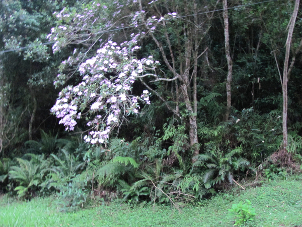 A paisagem era luxuriante. Já não existe mais. Vai dar lugar ao progresso.