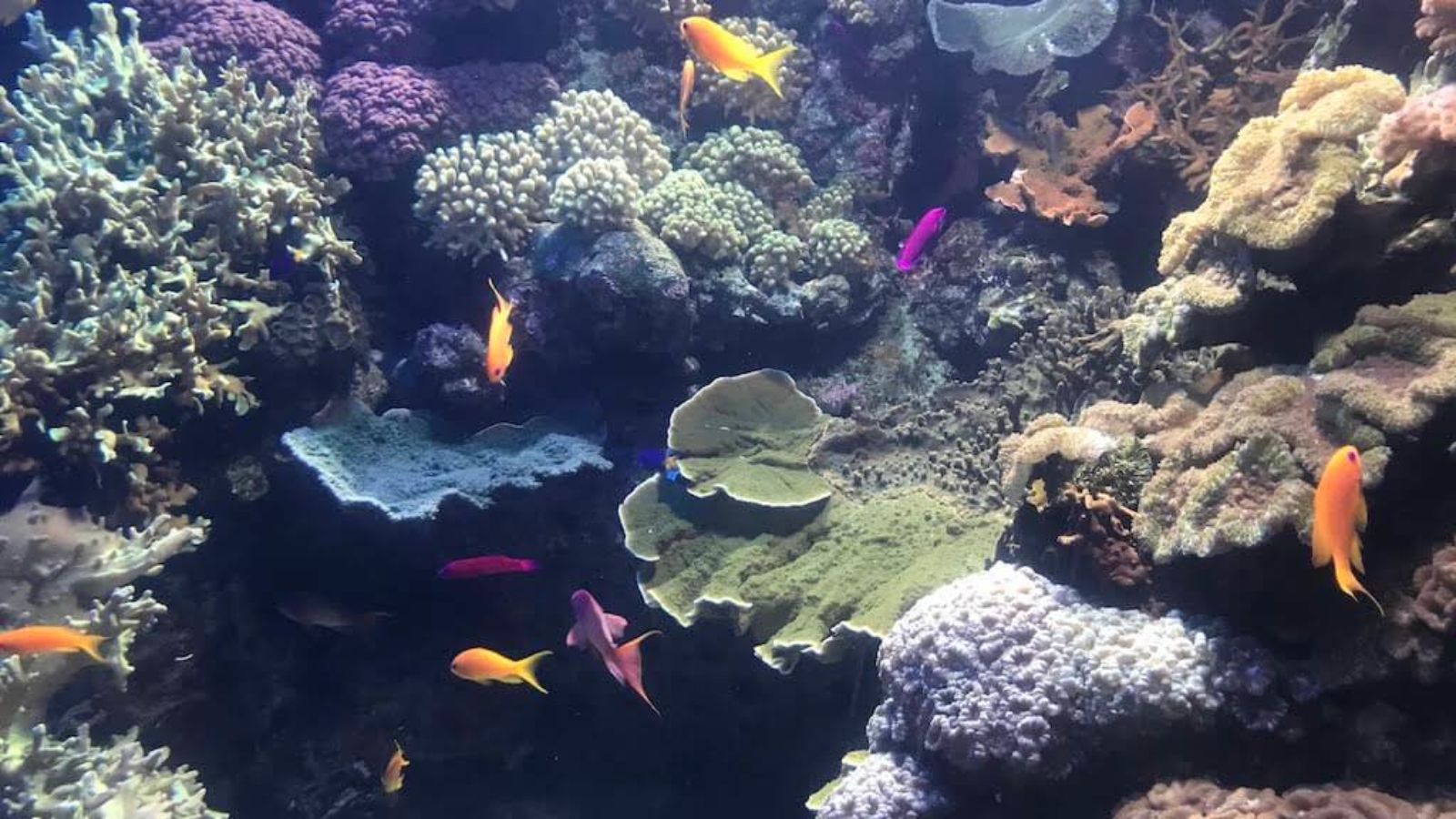 Imagens do Oceanário de Lisboa. foto by Mari Weigert